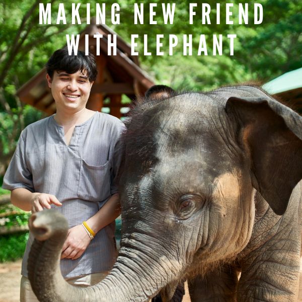make ne friend elephant